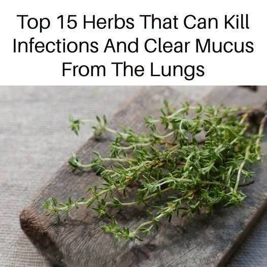 Top 15 Herbs Traditionally Used to Support Respiratory Health and Clear Mucus