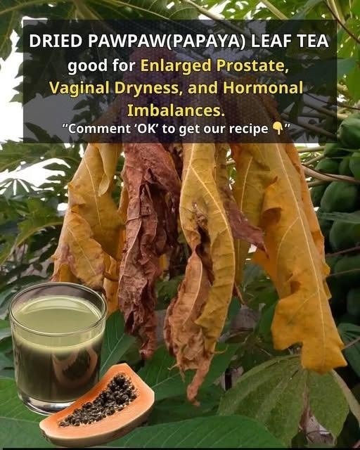Dried pawpaw(papaya) leaf tea is good for Enlarged Prostate, Vaginal Dryness, and Hormonal Imbalances. 
